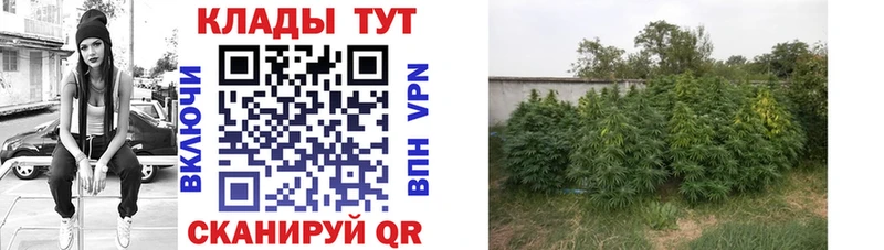 Виды наркоты Георгиевск Каннабис  COCAIN  Гашиш  гидра онион  МЕФ  АМФЕТАМИН 